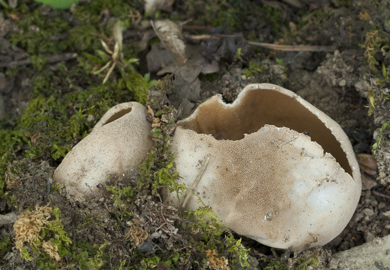 Helvella acetabulum